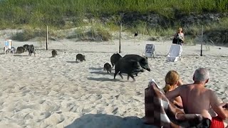 Polnische Überläufer Auf Usedom terrorisieren Wildschweine die Touristen  SPIEGEL TV [upl. by Auhsaj114]