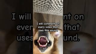 Remix this sound dog goldenretriever doglover pets funny goldenpupppy puppy comedymovies [upl. by Nnylidnarb]