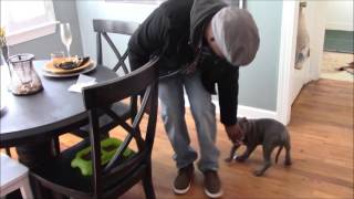 bandogge puppy quick training tips [upl. by Nnad]