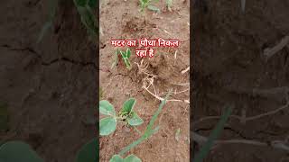 मटर की खेती 🌱 shorts trending मटरकीखेती Farming खेती shortviralvideo [upl. by Niamrej]