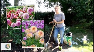 How to plant Dahlia tubers in a border  FarmerGracycouk [upl. by Myk]