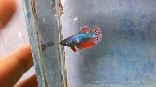 Betta Breeding Pair💥🤯Betta Fish  Betta Females  Aquarium Fish  in Telugu  Sri Ganapthi Fish Farm [upl. by Hugon355]