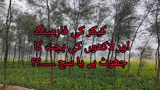 Kikar ki farming  Kikar k pody Kitny fasly pay lgyn kikar farming ka faida [upl. by Rutherfurd837]