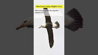 Albatross Long Flights Fact shortsfeed truefacts facts truefactstoday shorts albatrossz [upl. by Namhcan]