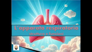 Apparato respiratorio La respirazione polmonare e quella cellulare [upl. by Gilud350]