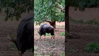 Mysore zoo [upl. by Ravi]