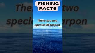 Fun Fishing Facts Tarpon species nature [upl. by Naellij]