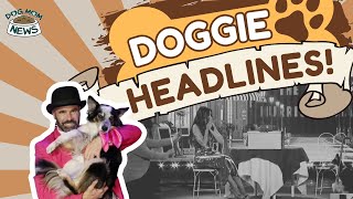 Hurricane the Dog Wins Americas Got Talent Doggie Headlines  EP 26 [upl. by Clabo349]