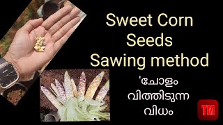 ചോളം വിത്തിടുന്ന വിധം  Sweet Corn Seeds Sawing method [upl. by Nosittam]