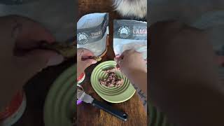 Feed My Maine Coon Cat  Cat Videos  Maine Coon Sounds  Raw Cat Food shorts catfood cats [upl. by Aelc]