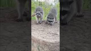 El Faro de Mazatlán es lugar de Gatos y Mapaches  🐱🦝 mazatlan animals animales gatos mapaches [upl. by Sherlocke]