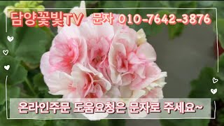 ⭕️⭕️판매완료⭕️⭕️ 🌺 러시아제라늄 포함 8종4종 다섯세트씩 선착순 제라늄분양 🌺 [upl. by Anida]