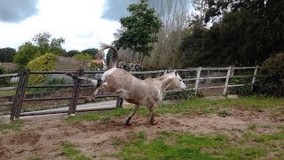 Cómo agarrar a un caballo acostumbrado a irse dando coces [upl. by Isabella64]