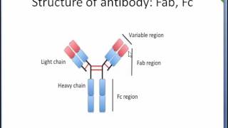 Antibody Structure Fc Fab region Epitope  Paratope Easy description [upl. by Monty897]