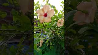 Glowering garden 🌺🌺flowers youtubeshorts newtrending flowergarden hibiscusflower viralshort [upl. by Annoval]