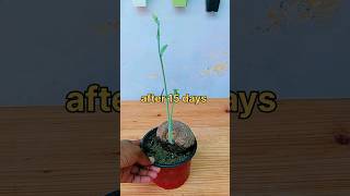 Stephania Erecta  Elephant foot plant growing ideas shorts garden grow stephania plants [upl. by Eednac]