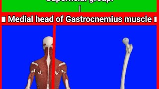 Why The Medial Head of the Gastrocnemius is SO Important for Lifters [upl. by Irra698]