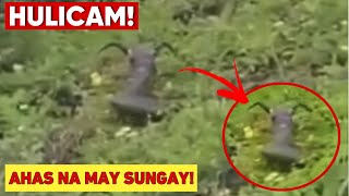 AHAS NA MAY SUNGAY HULICAM  MGA KAKAIBANG ITSURA NG AHAS [upl. by Navi]