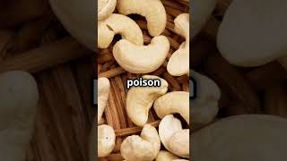 Unknown facts about Cashew Nuts 🥜 shortsmegafactsfoo dfoodiefoodshortscashewnut viralfacts [upl. by Rebeka]