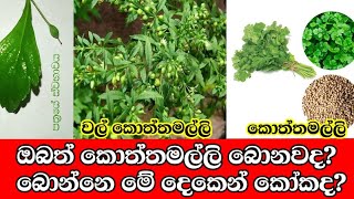 තාමත් බොන්නෙ කොත්තමල්ලිද [upl. by Parrott]