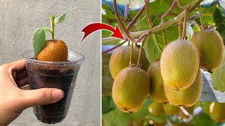 Few people know that kiwi can be propagated this way  Relax Garden [upl. by Grizelda230]