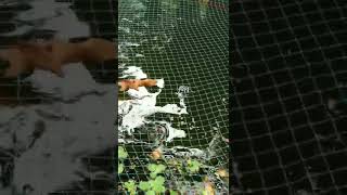 koi carp updation and Oscar feeding shorts  koi Aqua Tips Malayalam [upl. by Otis]