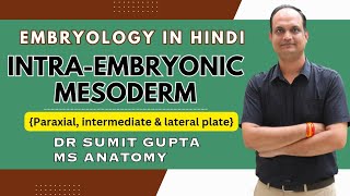 Intraembryonic mesoderm  Paraxial mesoderm  Lateral plate mesoderm  Intermediate mesoderm [upl. by Eiddet]