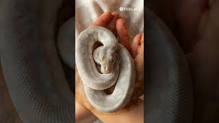 facts about Axanthic Ball Python [upl. by Ettegirb]