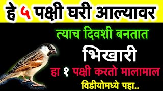 वास्तु शास्त्रामध्ये हे ५ पक्षी आल्याने करोडपती बणुन जातात नशीबवाल्यांच्या घरात येतात असे पक्षी [upl. by Tirma834]