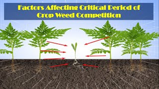 AGRON313 amp AGRON111 Lecture 7 Factors affecting critical period of cropweed competition [upl. by Phillida]