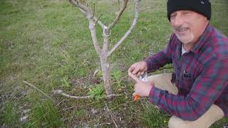 How to Prune a Pear Tree For Better Fruit and Growth [upl. by Jacquelin]