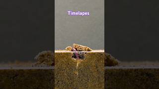 best timelapes nature relaxingseeds plantslover shortvideo trandingshorts [upl. by Constancy]