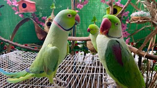 Talking Ringneck Parrot Greeting Alexandrine Parrot [upl. by Ayekram]