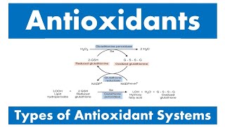 Antioxidants and Types of antioxidant systems [upl. by Esina933]