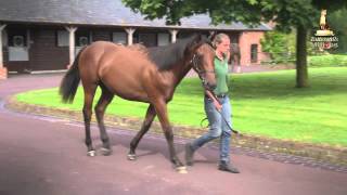 Tattersalls October Yearling Sale Book 1 Preview [upl. by Tanner]