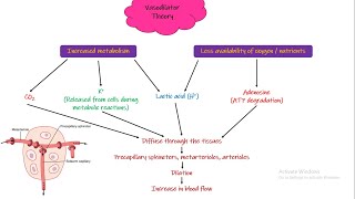 Vasodilator Theory Oxygen Demand Theory Chapter 17 part 3 Guyton and Hall Physiology [upl. by Edlihtam]