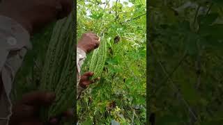 Cut the yolk plants satisfying agriculture agriculturefarming fruit farming farmer [upl. by Reiche]