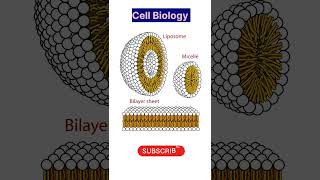 Liposome  Micelle  Bilayer cell membrane  cellbiology neet biology [upl. by Dorcia988]