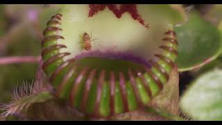 Carnivorous Plants  The Perfect Hunters [upl. by Hulbig883]