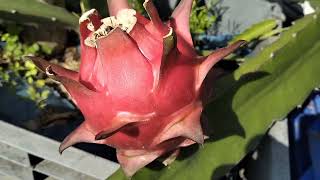 How to HandPollinate Dragon Fruit Flowers dragon rooftopgarden tongigardening [upl. by Tepper]