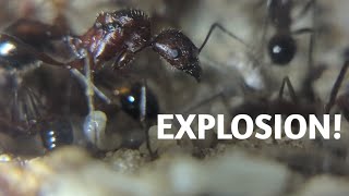 My Pet Ants are Exploding in Growth [upl. by Hachman]