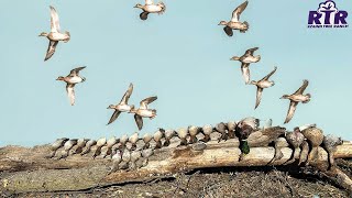 Late Season Ice Ripper Mixed Bag  Kansas Duck Hunting 2022 [upl. by Calley]