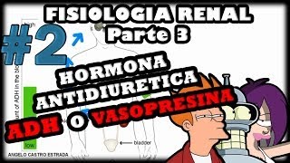 Video De Fisiologia  Hormona antidiurética o vasopresina  adh  Fisiologia renal [upl. by Anah802]