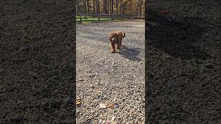 Recall training with Mini GoldenDoodle Graham [upl. by Hammond394]