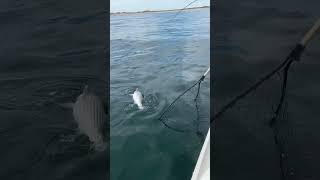 Beautiful day catching striped bass fishing fish striper stripedbass inshore fishinglife [upl. by Intyre328]