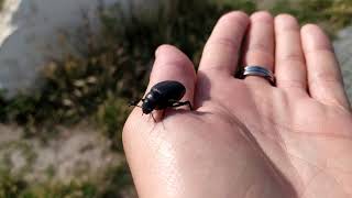 Escarabajo de tierra Calosoma auropunctatum [upl. by Drofiar]