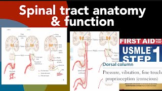 Spinal tract anatomy amp functions full detail about all pathways amp tracts in HindiUrdu by first aid [upl. by Dunstan]