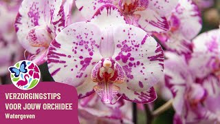 Verzorgingstips voor jouw orchidee  Watergeven [upl. by Parrott]