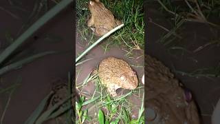 helo frogs frog nature frogling babyanimals babyfrogs frogging animals froggies [upl. by Fox475]