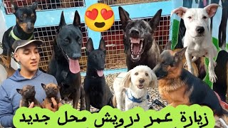 سوق القريعة الحيوانات الأليفة 🐕‍🦺فتتاح محل عمرروش مالينوأ شاربوني بيرجي 🐕‍🦺اسود بولدوغ ستاف dog [upl. by Ralleigh]